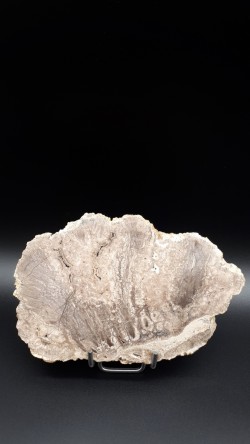 Bois fossilisé