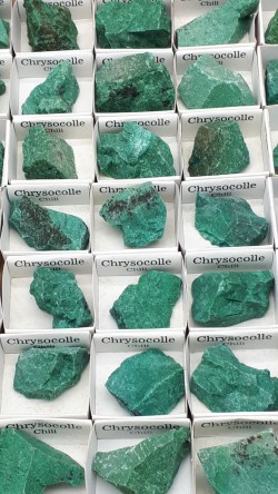 Chrysocolle