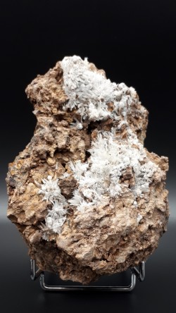 Oursins d'aragonite