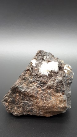 Oursins d'aragonite