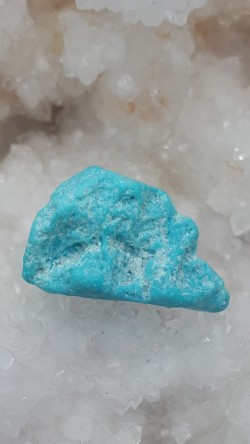 Turquoise brute Sleeping...