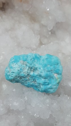 Turquoise brute Sleeping...