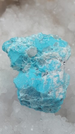 Turquoise brute Sleeping...