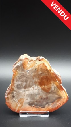 Bois fossilisé