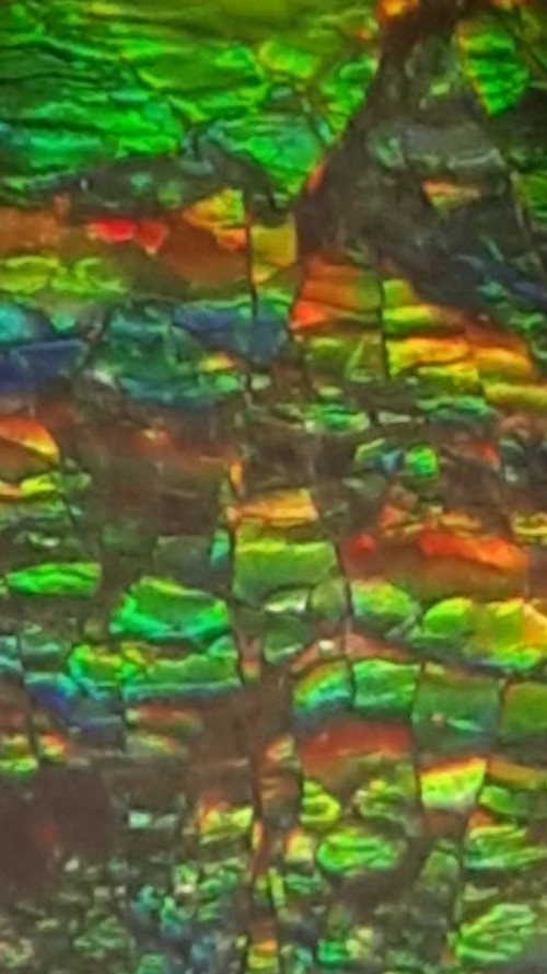 Ammolite