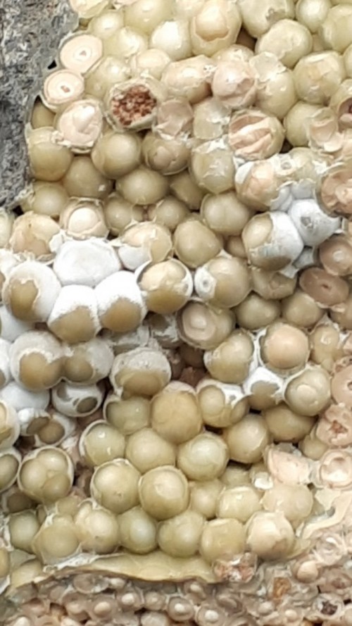 Pisolite