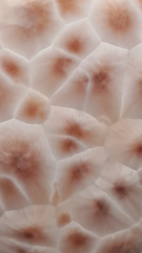Larimar rose