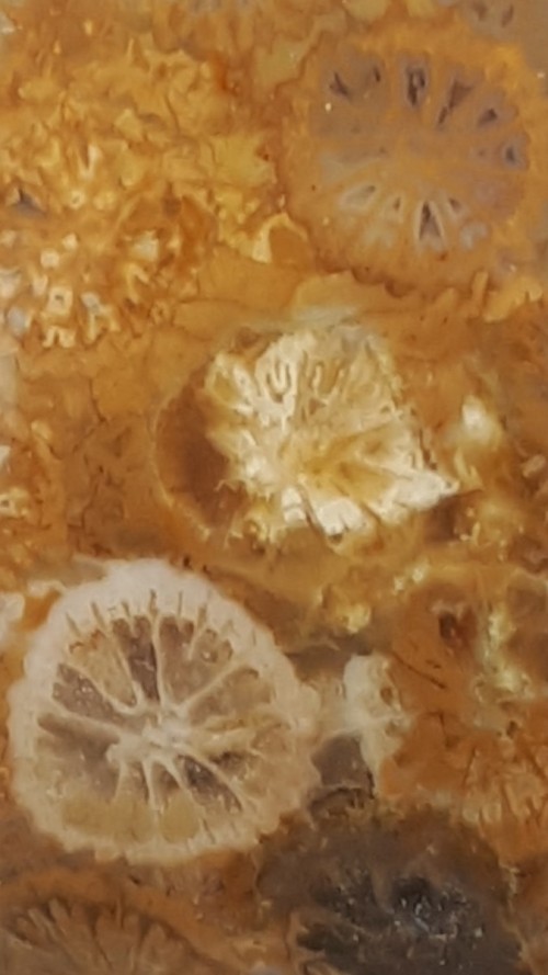 Corail fossilisé